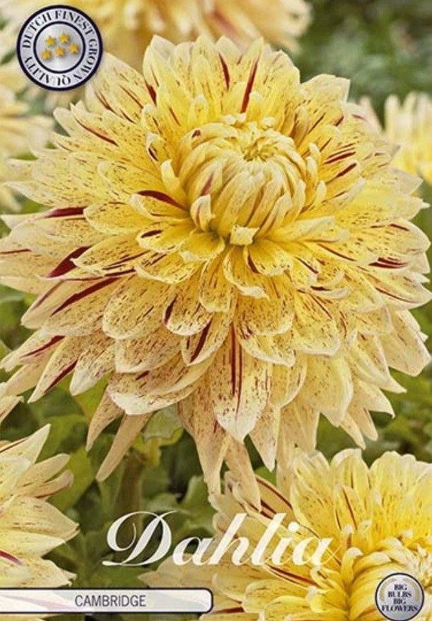 Dahlia Deco. Cambridge