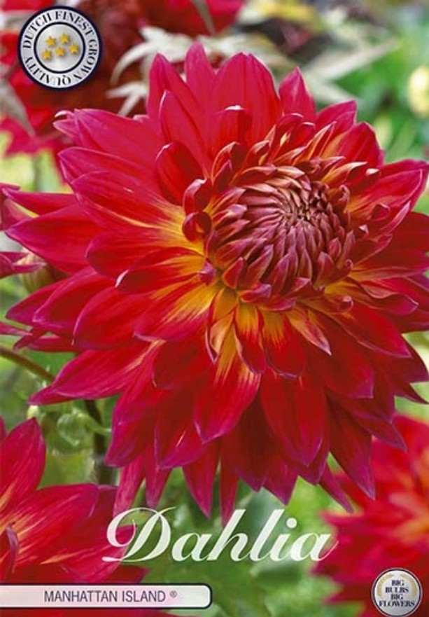 Dahlia Deco. Manhattan Island