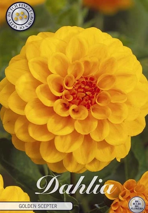 Dahlia Pompon Golden Scepter