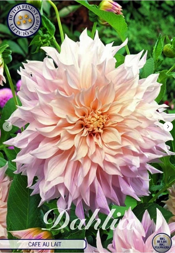 Dahlia Deco. Cafe au Lait