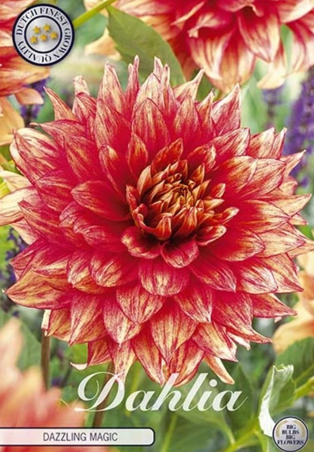 Dahlia Deco. Dazzling Magic