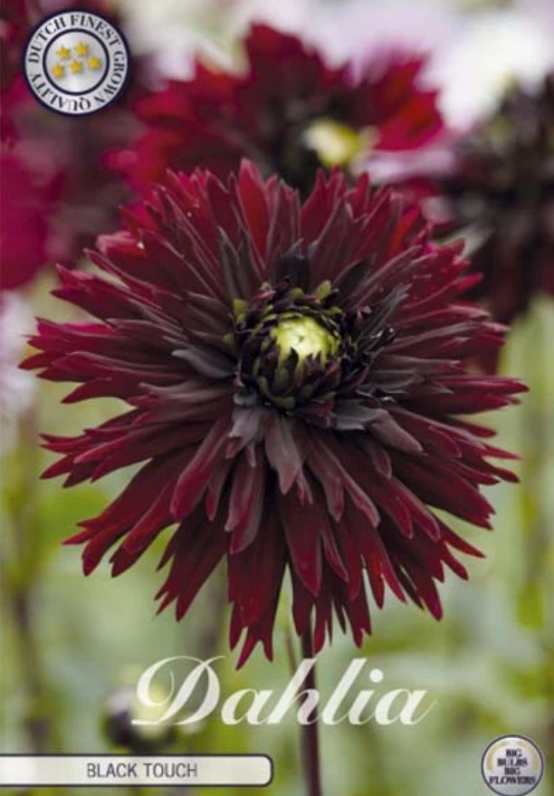 Dahlia Deco. Black Touch