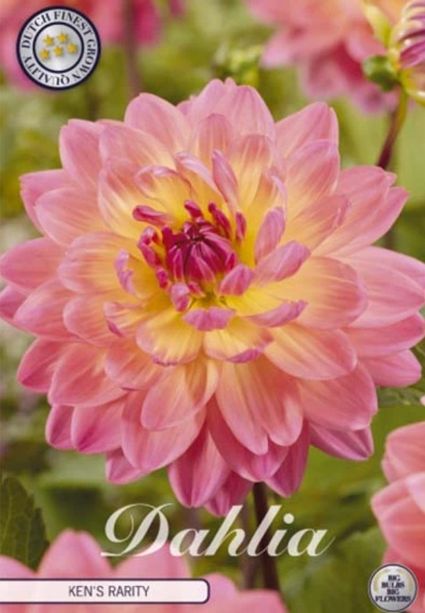 Dahlia Deco. Ken's Rarity