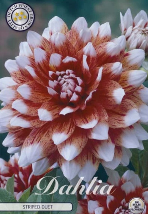 Dahlia Deco. Striped Duet