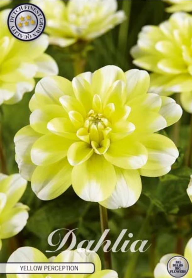 Dahlia Deco. Yellow Perception