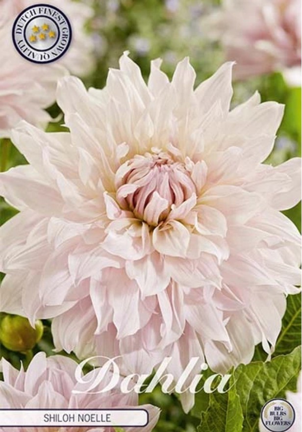 Dahlia Deco. Shiloh Noelle