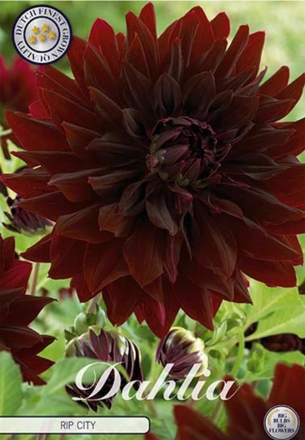 Dahlia Deco. Rip City