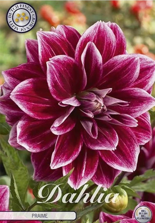 Dahlia Deco. Praime