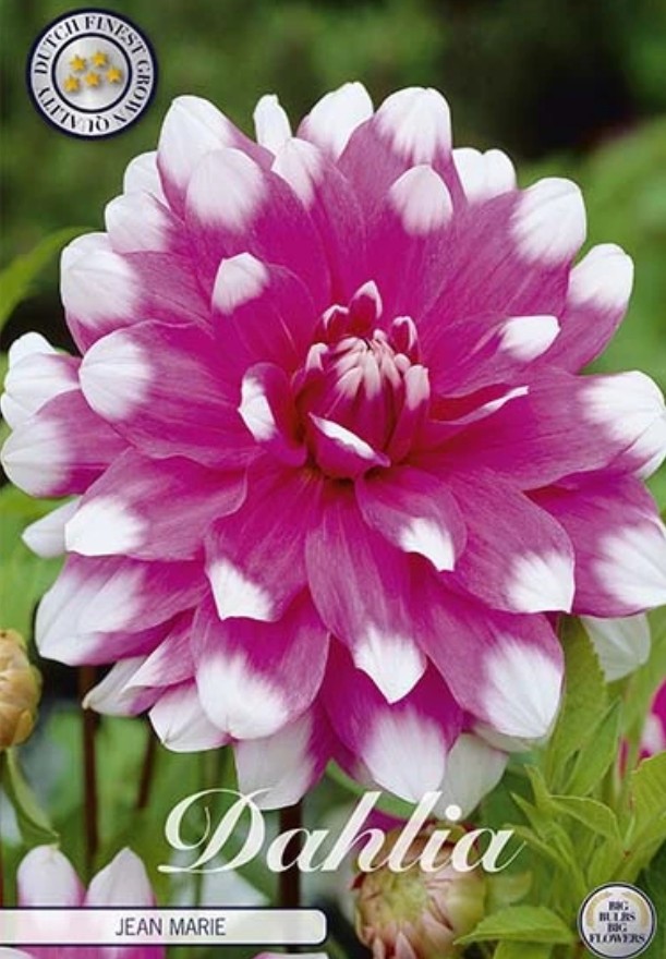 Dahlia Deco. Jean Marie