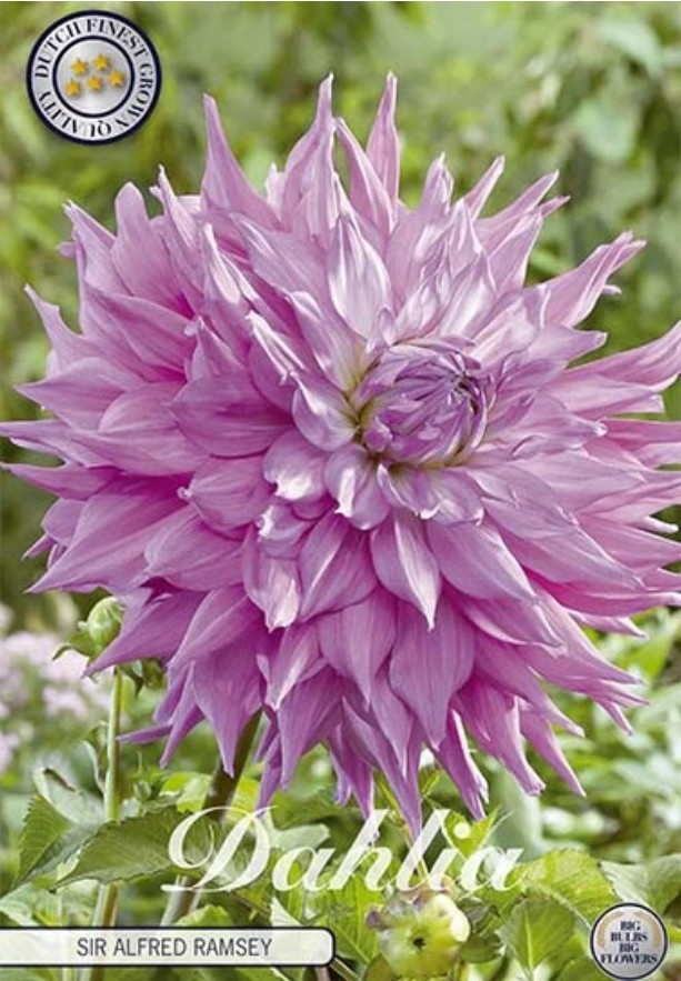 Dahlia Cactus Sir Alfreds Ramsey