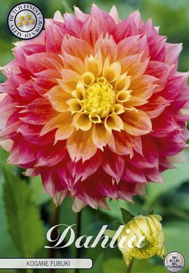 Dahlia Fubuki Kogane
