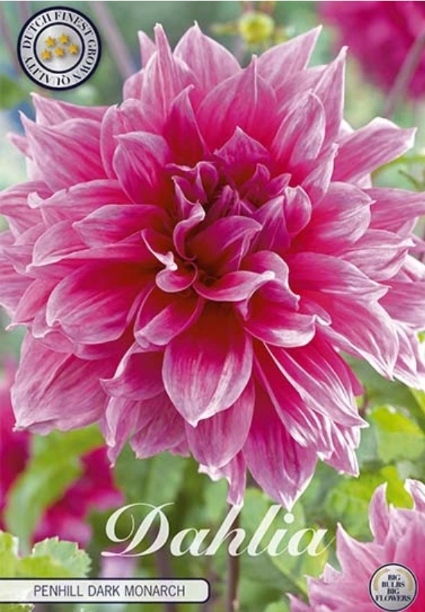 Stor rosa Dahlia Deco. Penhill Dark Monarch i blom med namn längst ner i bilden.