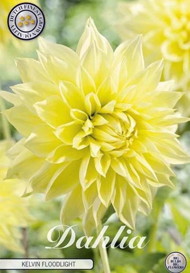Dahlia Deco. Kelvin Floodlight