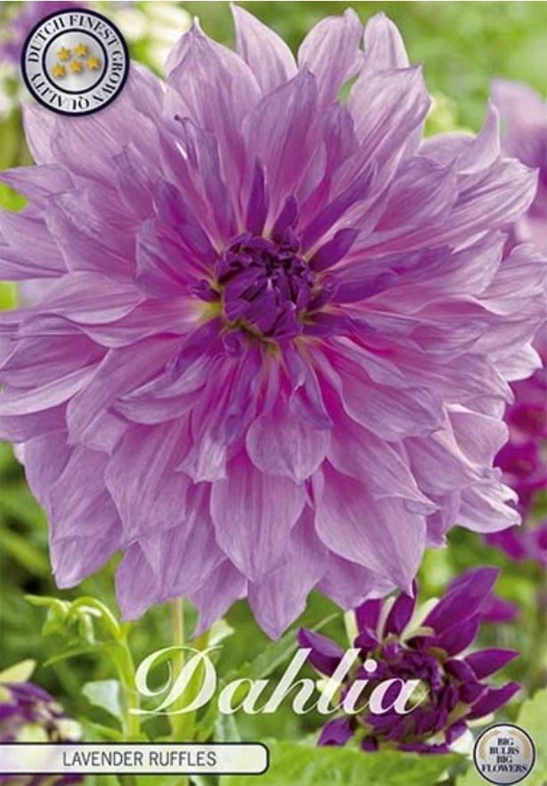 Dahlia Deco. Lavender Ruffles