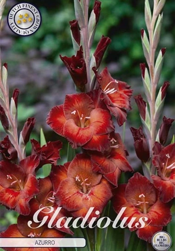 Gladiolus Azurro