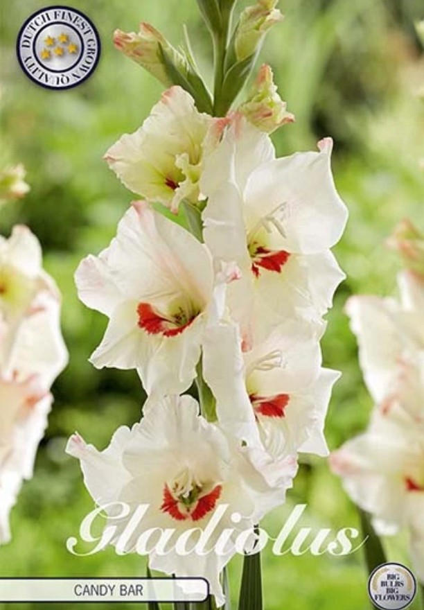 Gladiolus Candy Bar