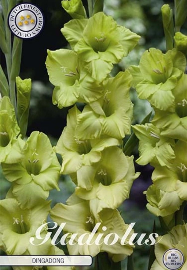 Gladiolus Dingadong