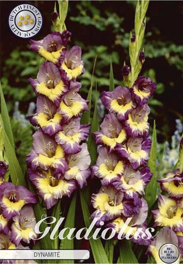 Gladiolus Dynamite