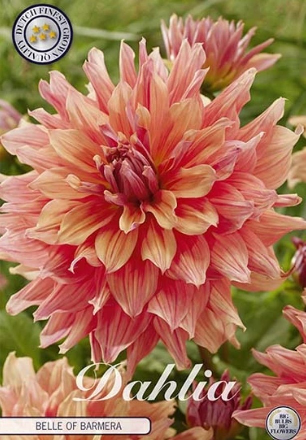 Dahlia Deco. Belle of Barmera