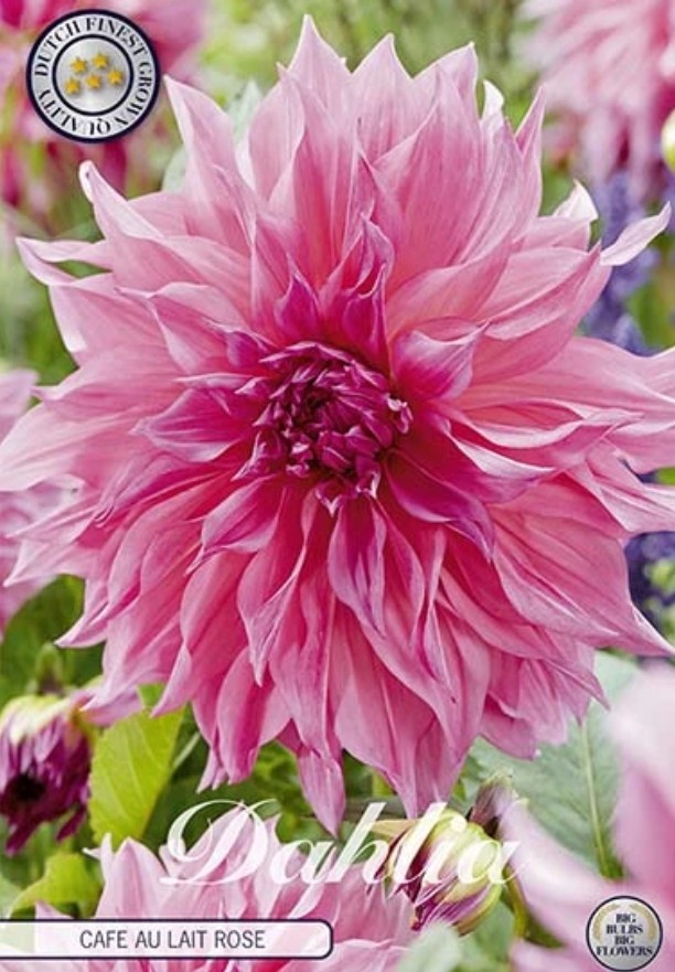 Dahlia Deco. Cafe au Lait Ros