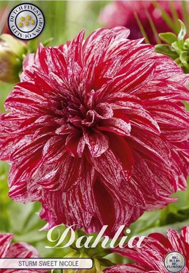 Dahlia Deco. Sturm Sweet Nicole