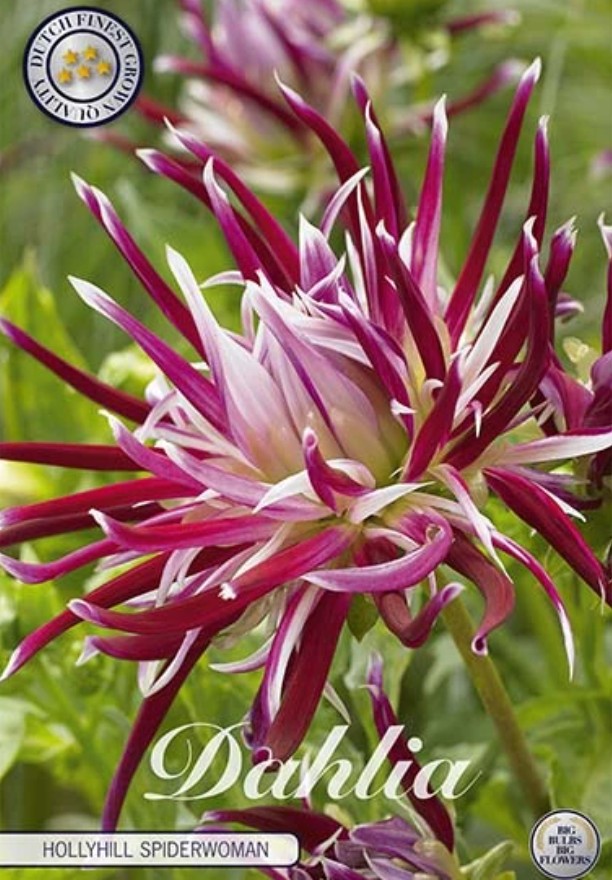 Dahlia Cactus Hollyhill Spiderwoman
