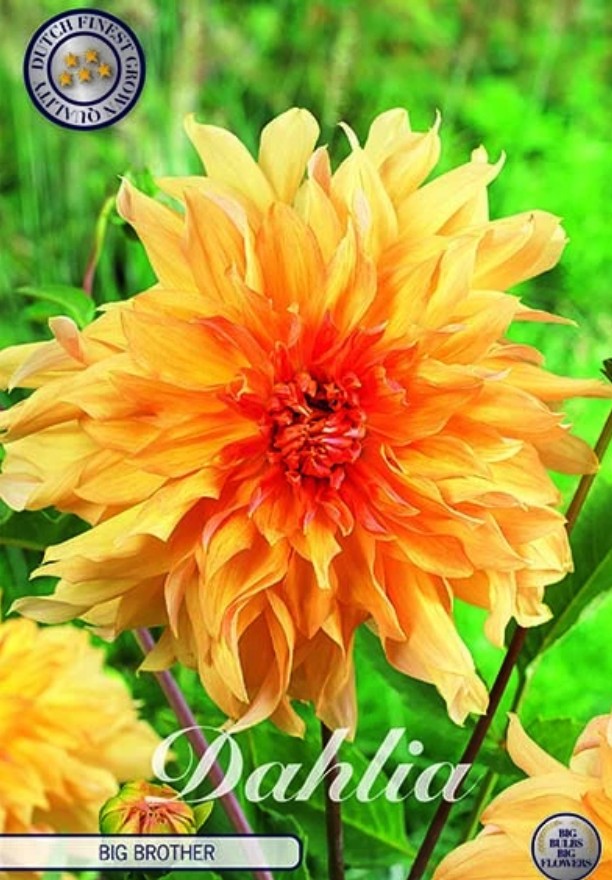 Dahlia Deco. Big Brother