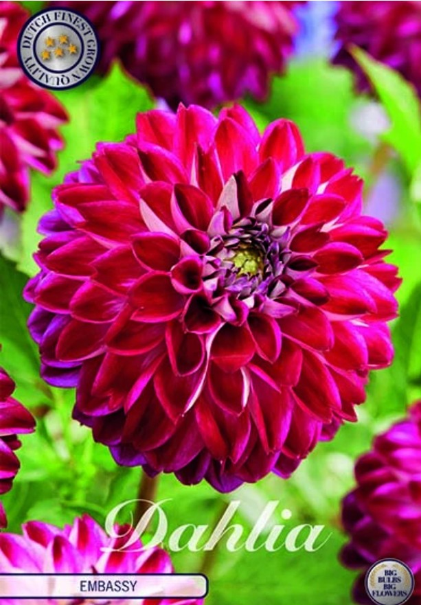 Dahlia Deco. Embassy