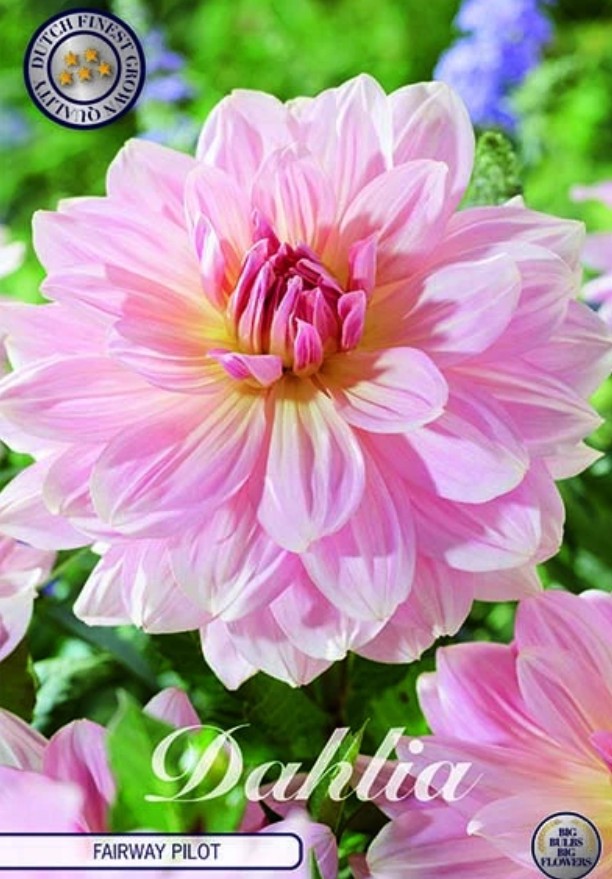 Dahlia Deco. Fairway Pilot