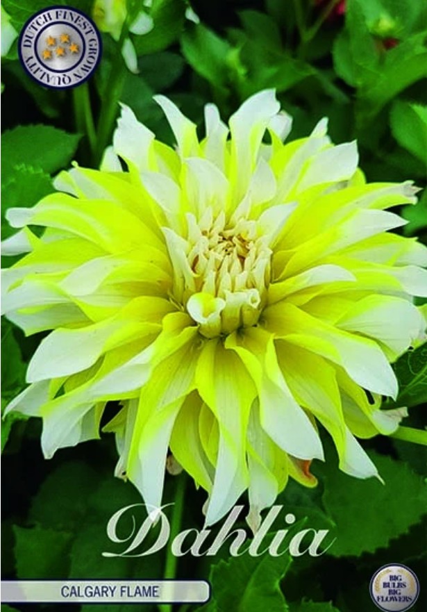 Dahlia Deco. Calgary Flame