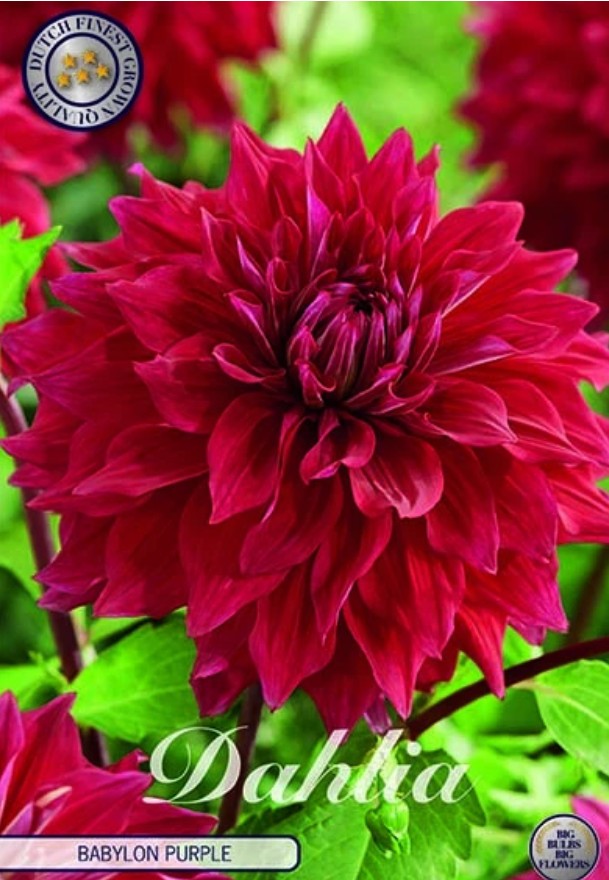 Dahlia Deco. Babylon Purple