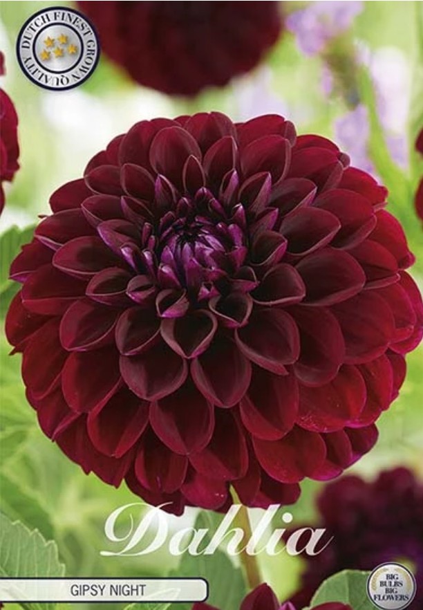 Dahlia Pompon Gipsy Night