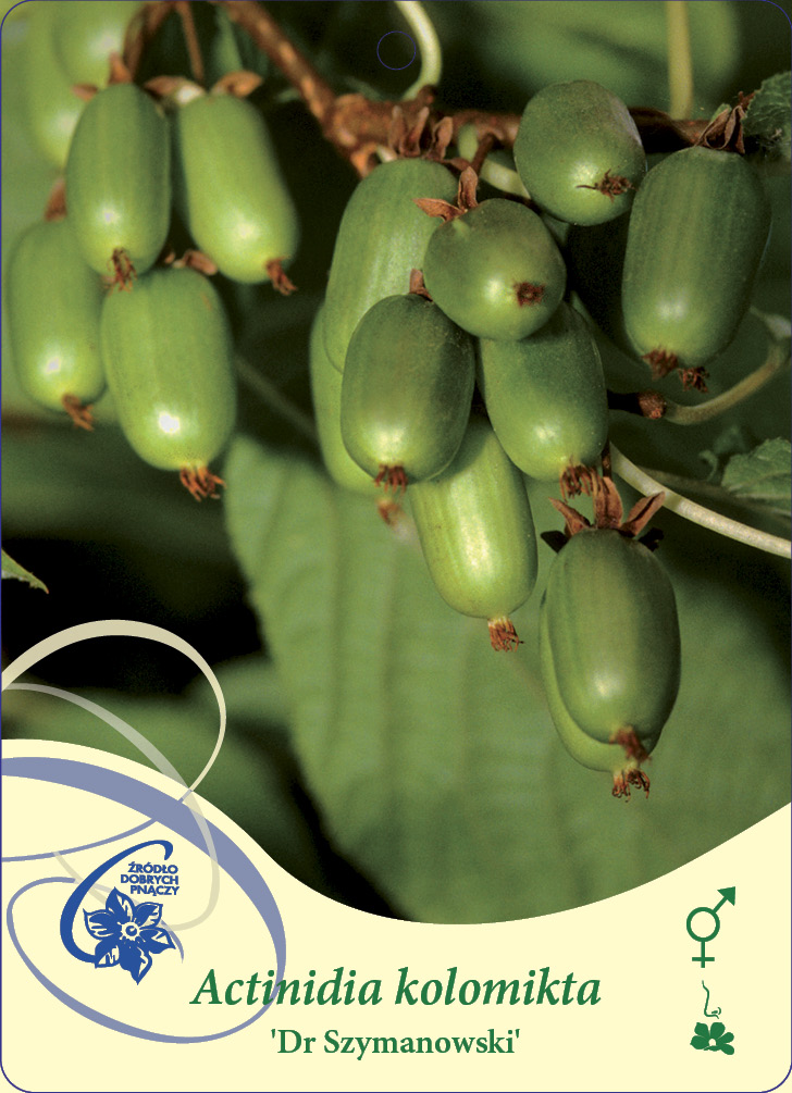 Mini Kiwi Actinidia kolomikta Dr Szymanowski C2: små ovala gröna frukter på en bladig vinranka.