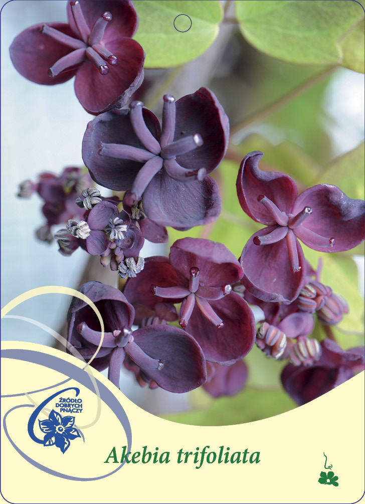 Akebia trifoliata C2