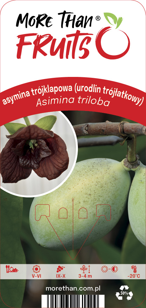 Asimina triloba (Paw Paw Fruit) C2
