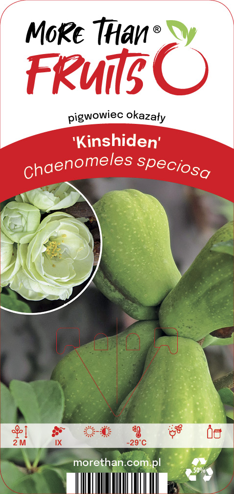 Hybridrosenkvitten Kinshiden: gr&ouml;n frukt, vit blomma, inkluderar etikett och odlingsinformation.