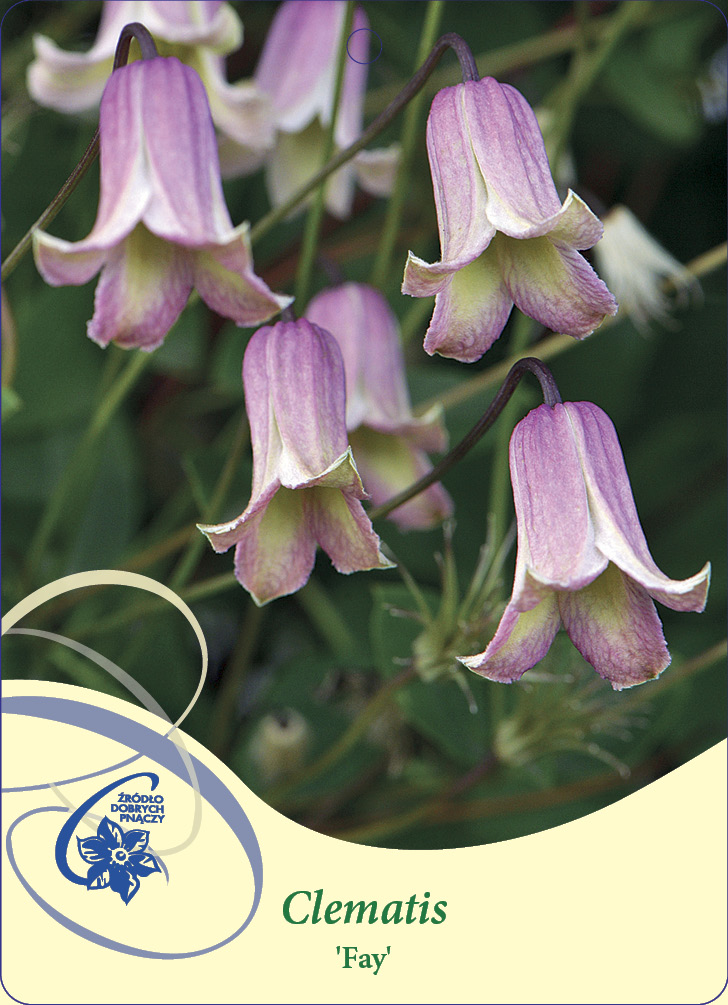 Clematis Fay GV C2
