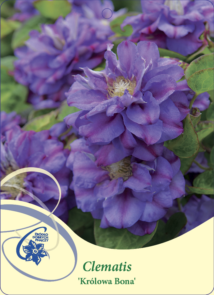 Clematis Królowa Bona
