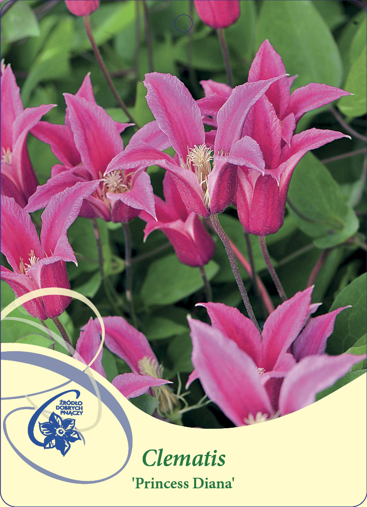 Clematis Pricess Diana