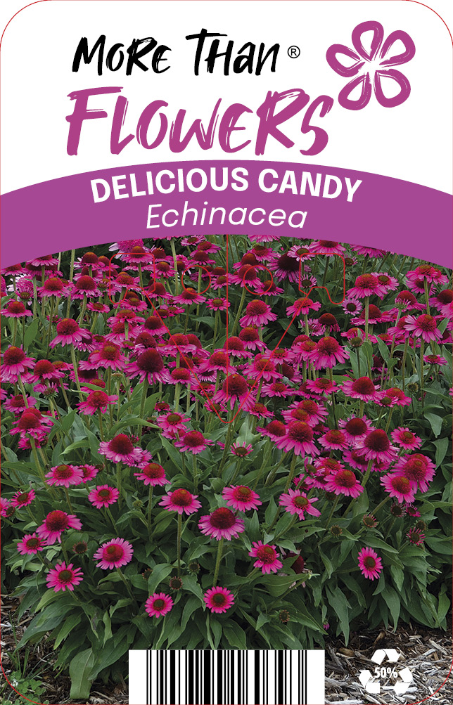 Echinacea DELICIOUS CANDY Noortdeli PBR C2