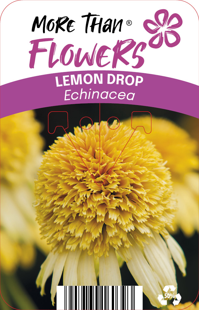 Echinacea LEMON DROP Grop352 PBR C2