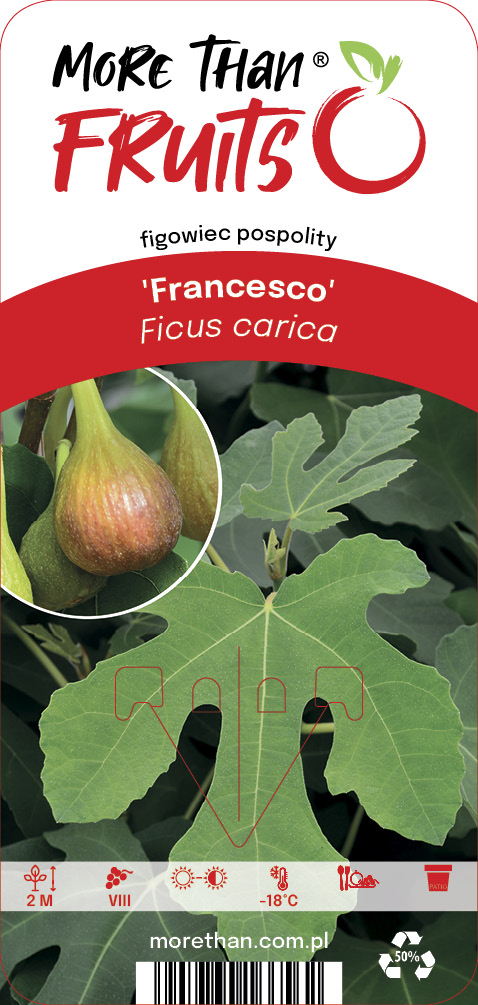 Fikonträd Francesco C2