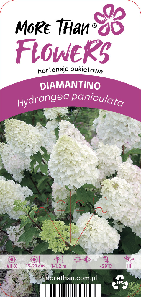 Hortensia DIAMANTINO Ren101 PBR