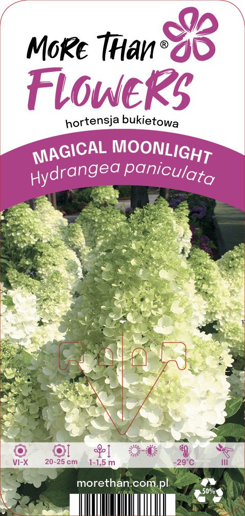 Hortensia MAGICAL MOONLIGHT KolmagimoPBR C2