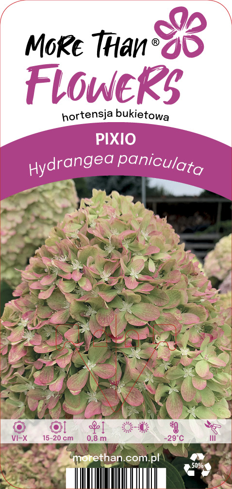 Hortensia  PIXIO Grhp11 PBR C2