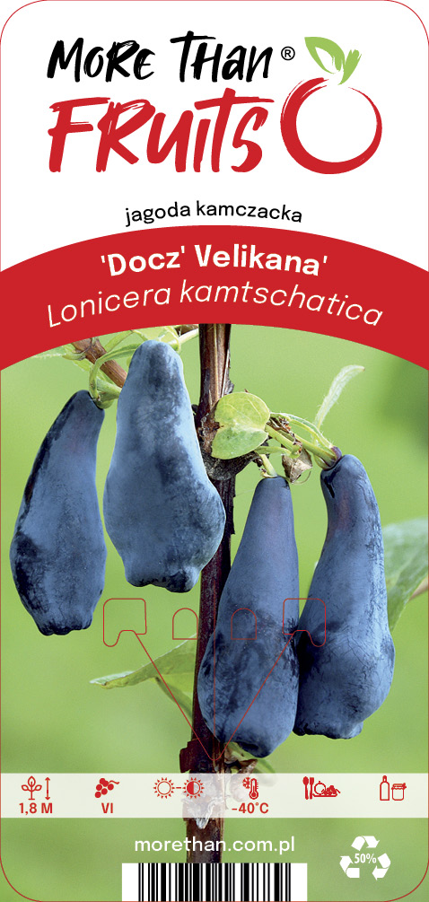 Blåbärstry Docz' Velikana C2