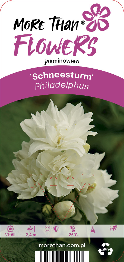 Philadelphus Schneesturm C2
