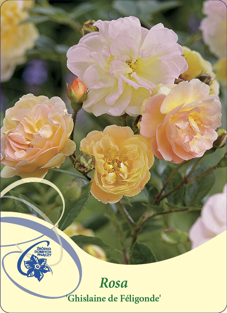 Ros Ghislaine de Féligonde C2