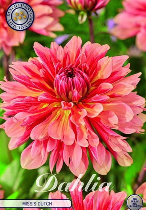 Dahlia Cactus Missis Dutch