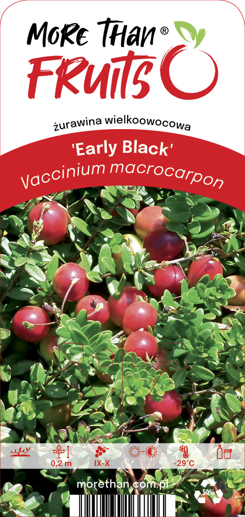 Amerikansk tranbär `Early Black ´ - Vaccinium macrocarpon `Early Black´
